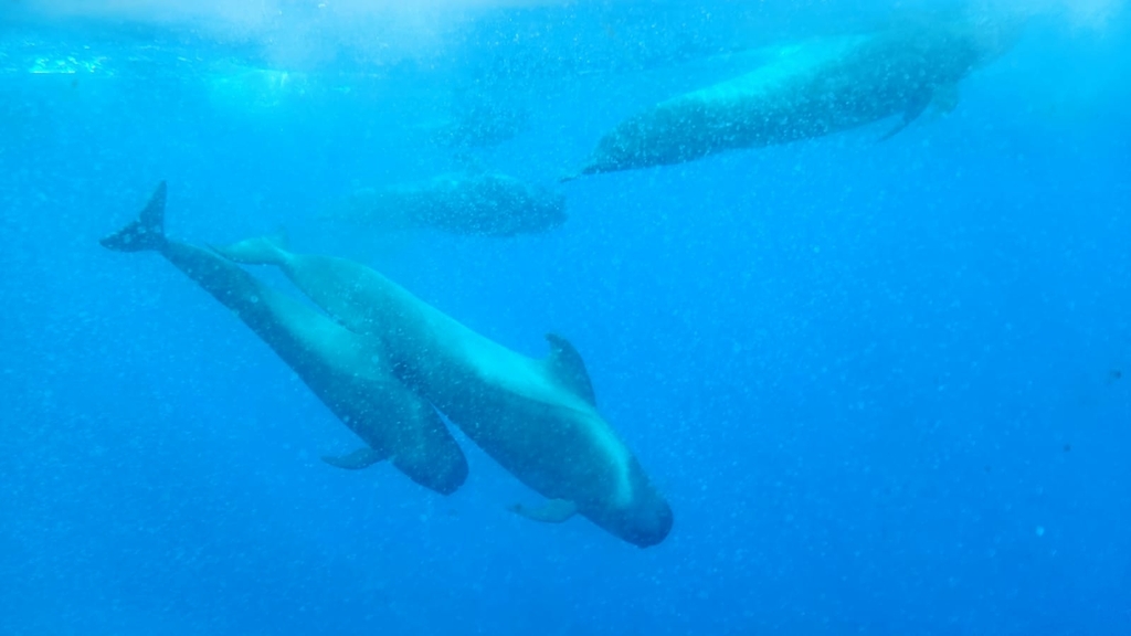 Globicephala macrorhynchus (Short-finned Pilot Whale), California species