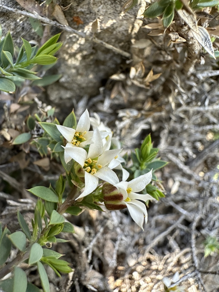 Glossopetalon pungens (Pungent glossopetalon), native California shrub