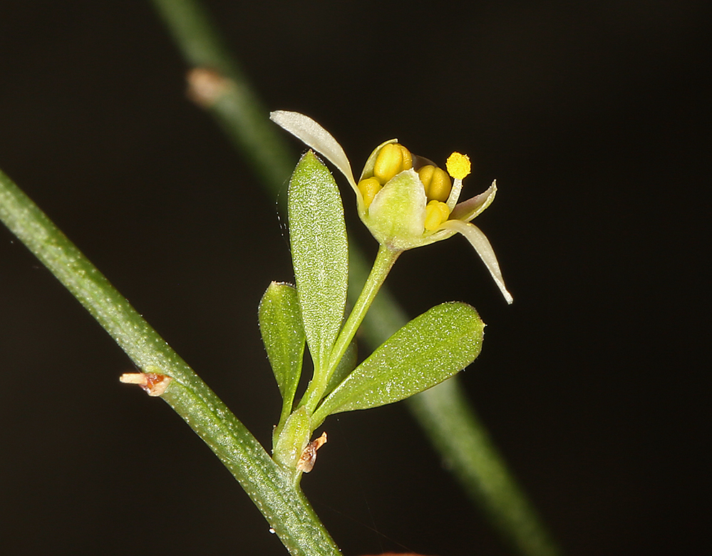 Glossopetalon spinescens var. aridum (Nevada greasewood), native California shrub