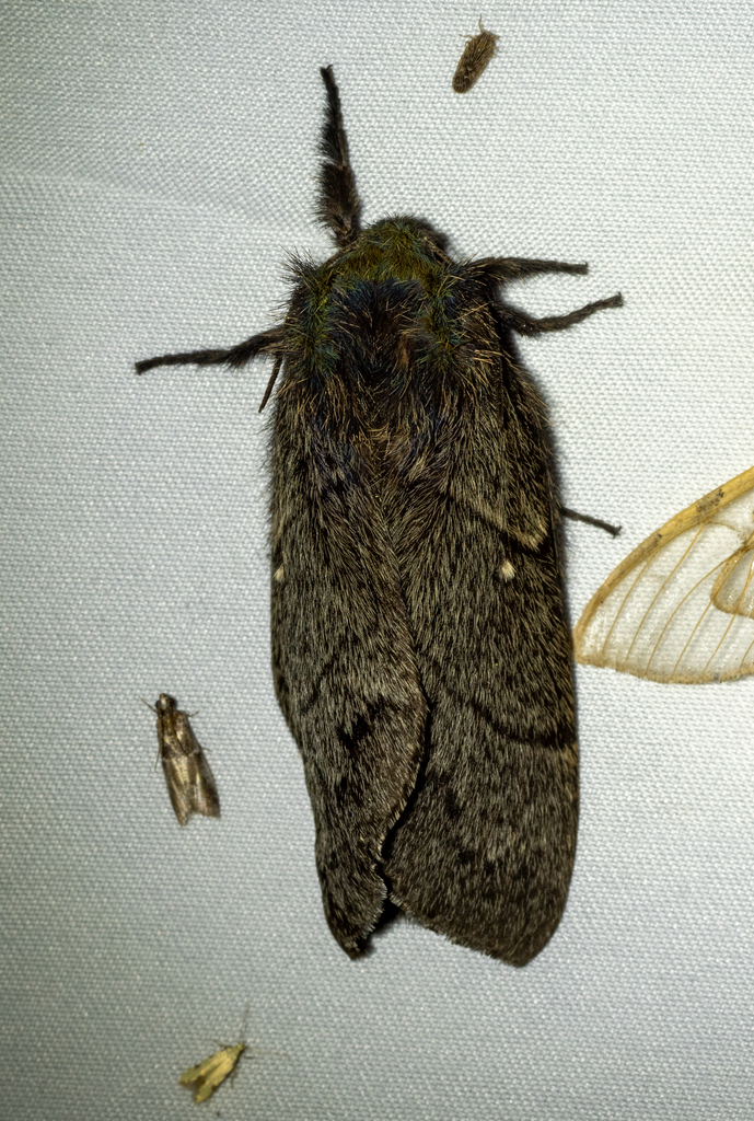 Gloveria gargamelle (Glover’s Silkmoth), California species