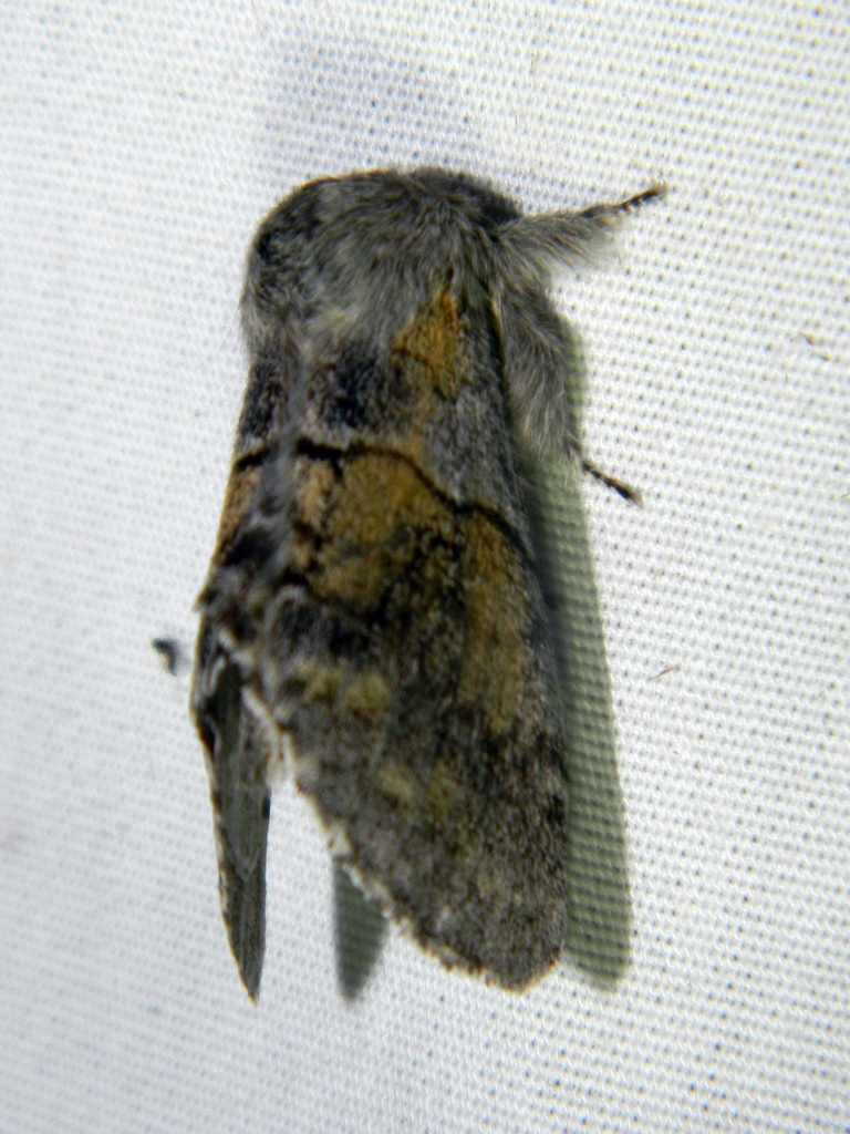 Gluphisia lintneri, California species