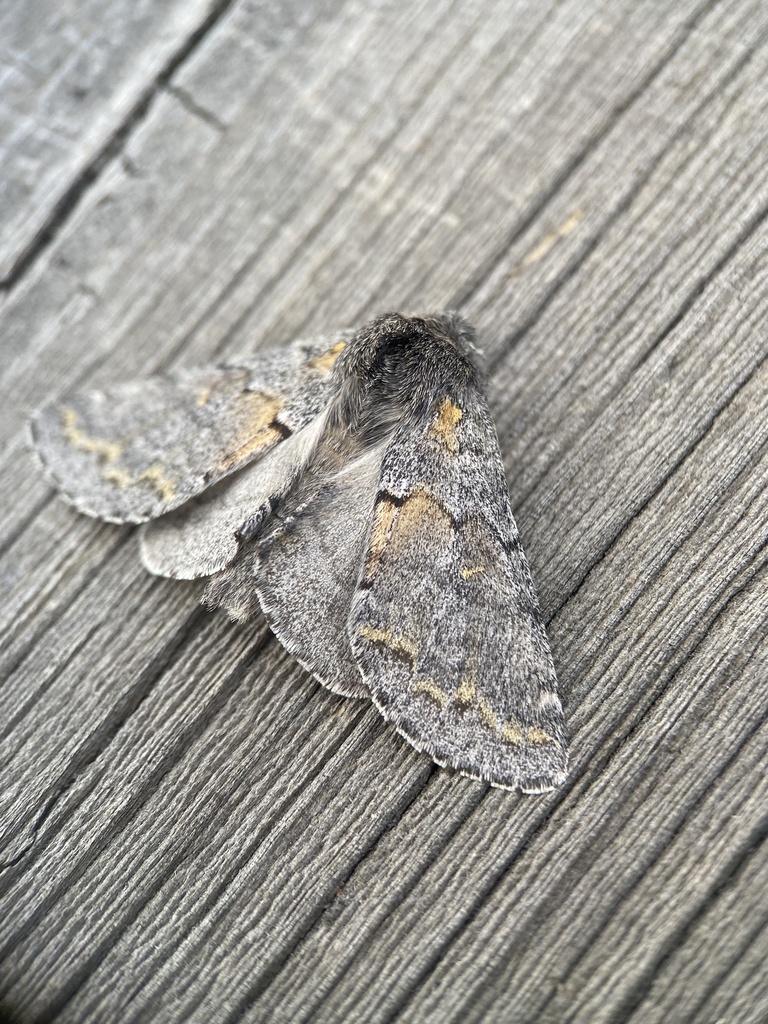 Gluphisia severa, California species