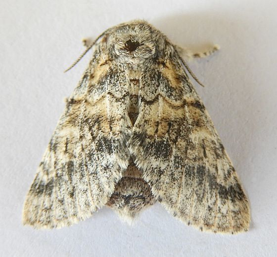 Gluphisia wrightii, California species