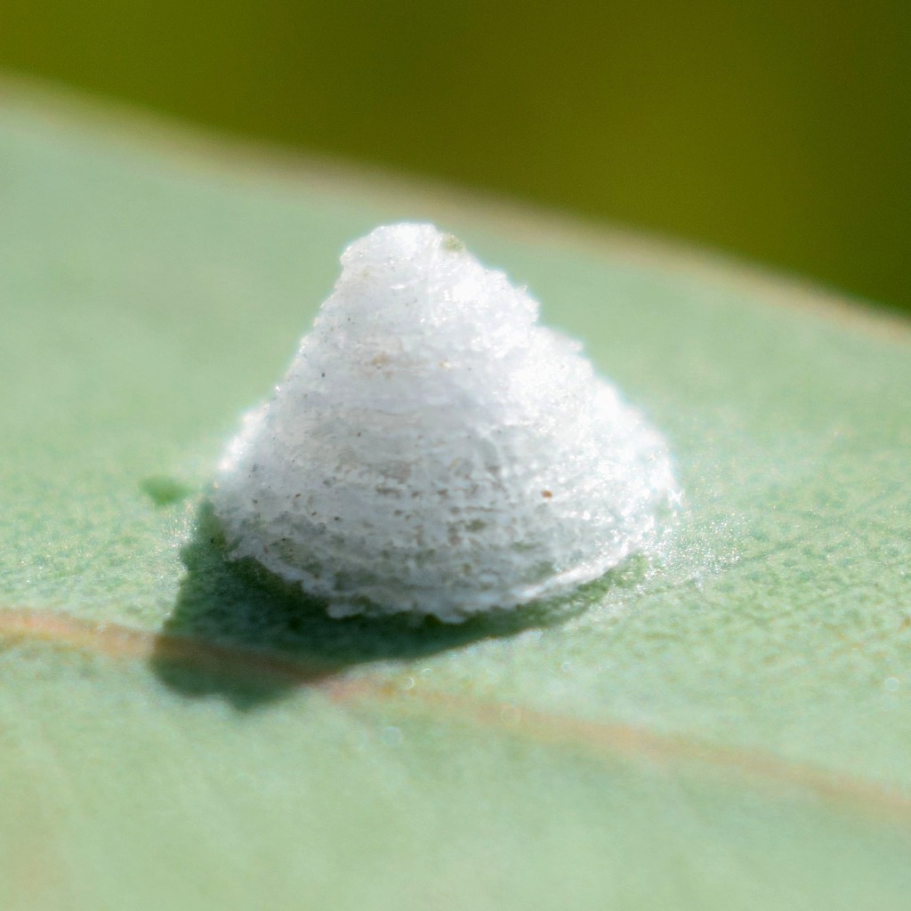 Glycaspis brimblecombei (Red Gum Lerp Psyllid), California species