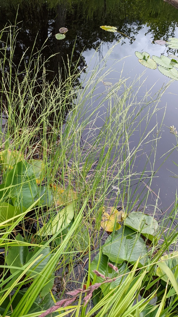 Glyceria borealis (Boreal manna grass), native California grass