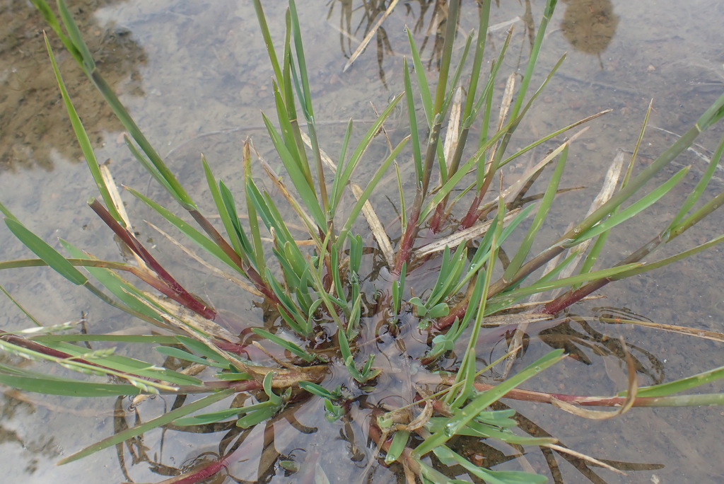 Glyceria declinata (Low manna grass), non-native California grass