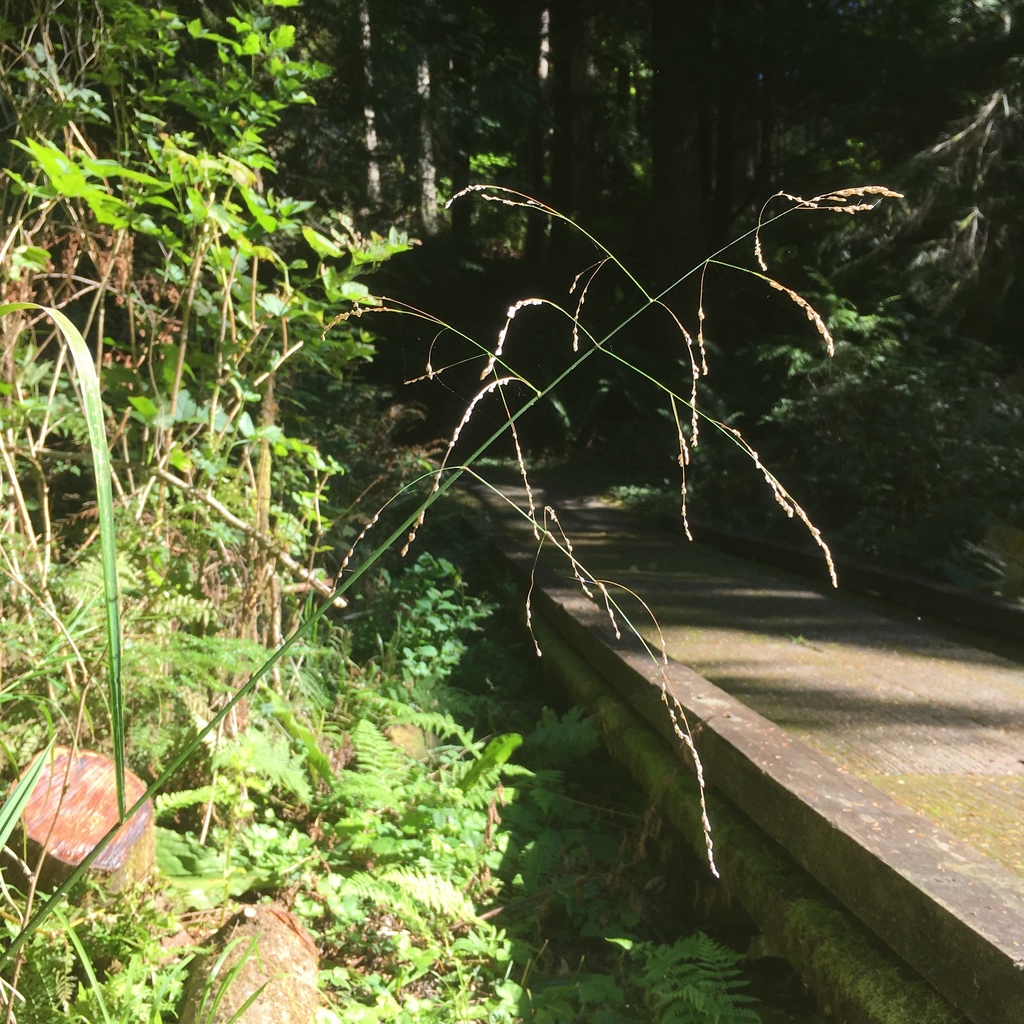 Glyceria elata (Fowl manna grass), native California perennial