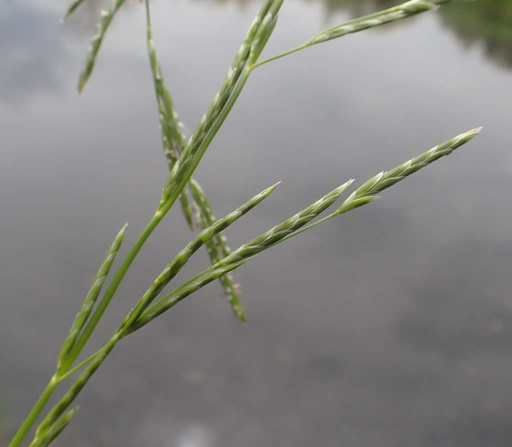 Glyceria fluitans (Water manna grass), non-native California grass