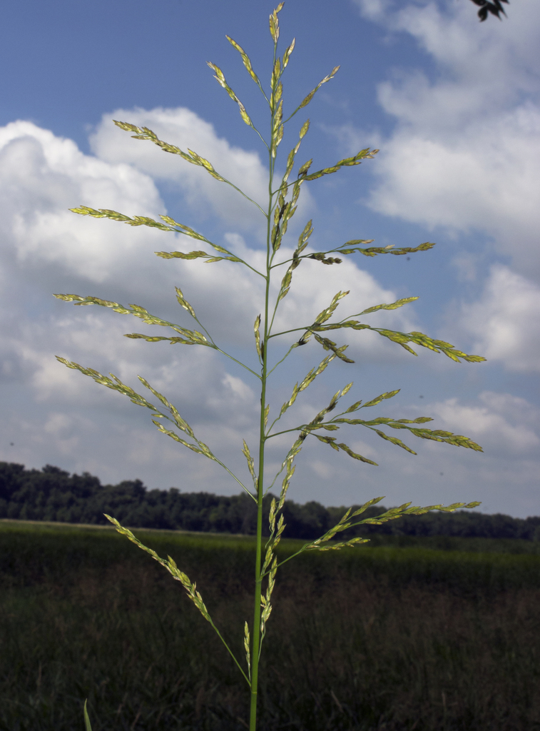 Glyceria grandis (American manna grass), native California grass