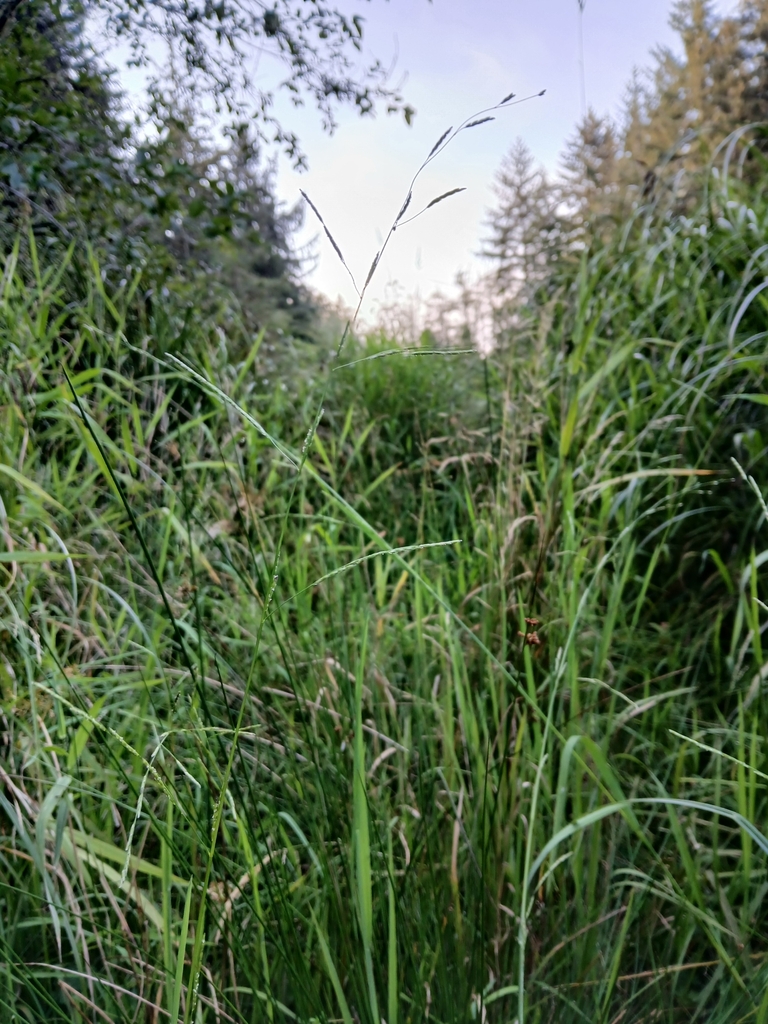 Glyceria leptostachya (Narrow manna grass), native California grass