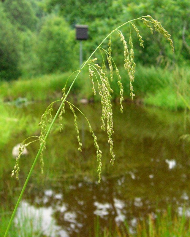 Glyceria striata (Ridged manna grass), native California grass