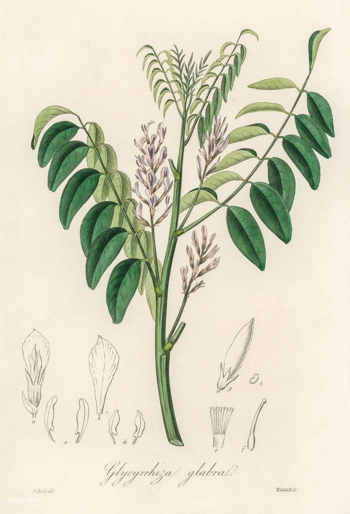 Glycyrrhiza glabra (Licorice), non-native California subshrub
