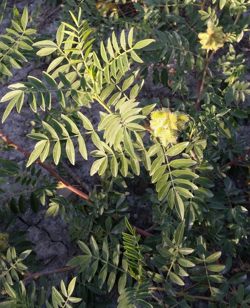 Glycyrrhiza lepidota (Wild licorice), native California herb
