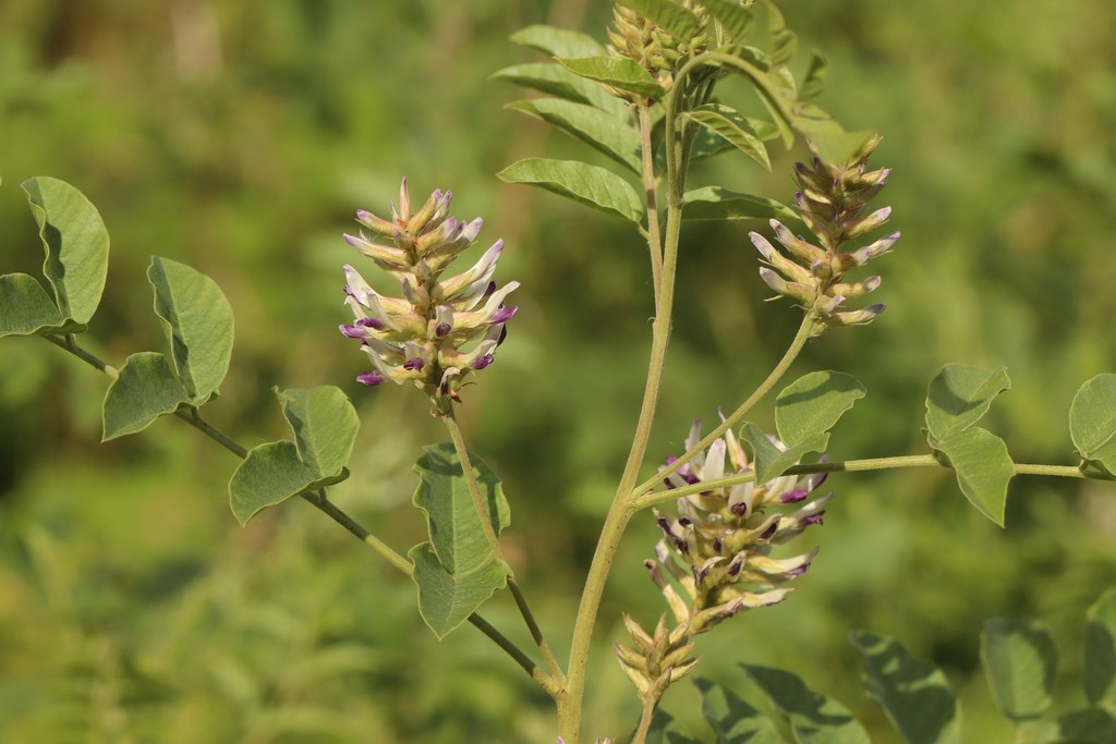 Glycyrrhiza sp., non-native California perennial