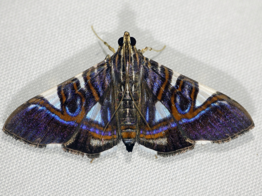 Glyphodes onychinalis, California species