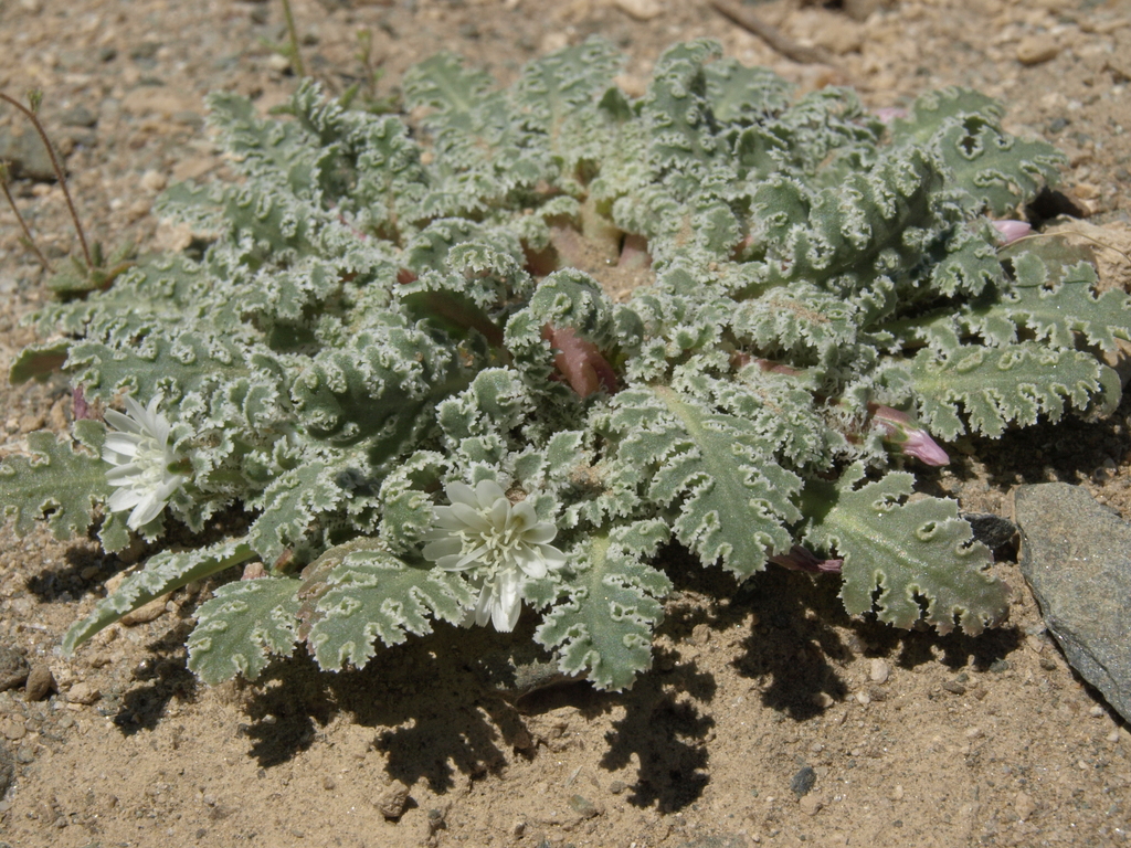 Glyptopleura marginata (Carved seed), native California herb