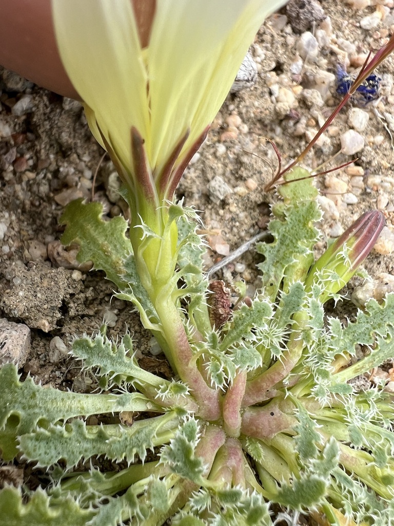 Glyptopleura setulosa (Holy dandelion), native California herb