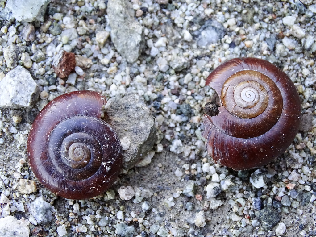 Glyptostoma gabrielense (San Gabriel Chestnut), California species