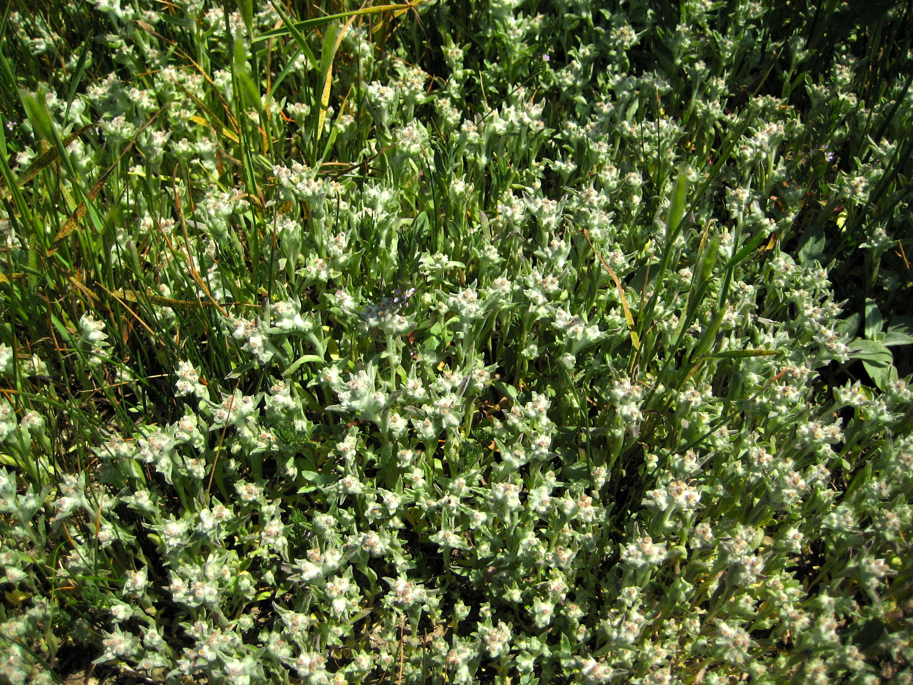 Gnaphalium palustre (Lowland cudweed), native California herb