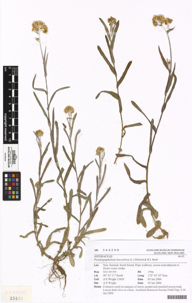 Gnaphalium sp. (Cudweed), native California annual