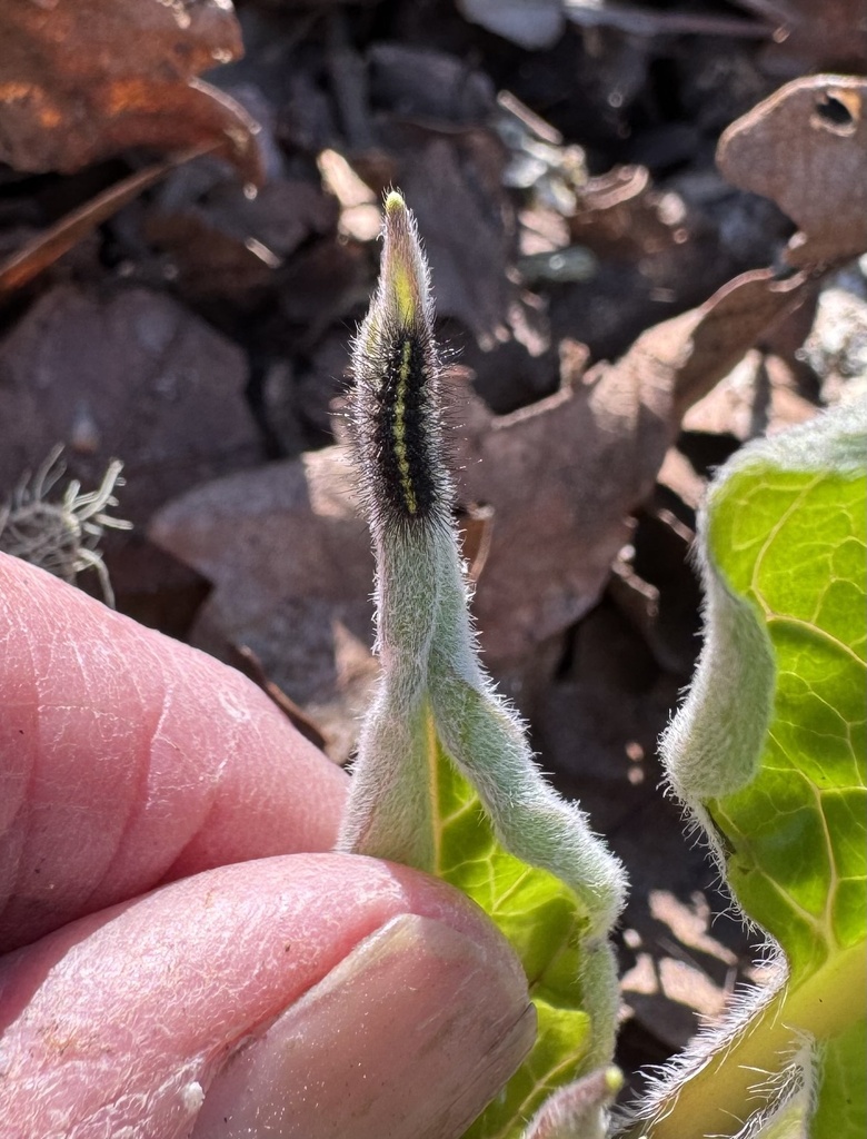 Gnophaela latipennis, California species