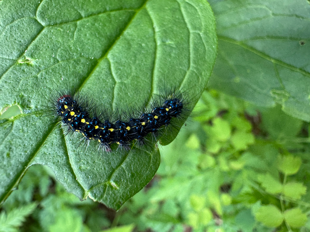 Gnophaela vermiculata, California species