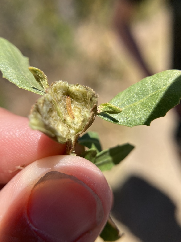 Gnorimoschema baccharisella (Coyote Brush Stem Gall Moth), California species