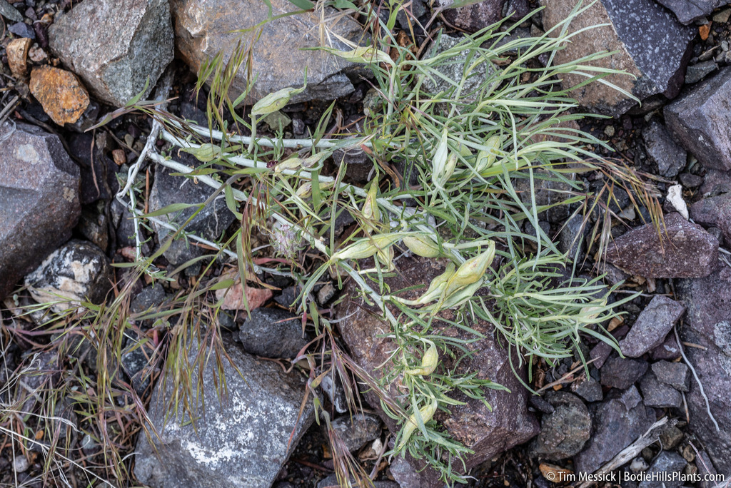 Gnorimoschema octomaculella (Rabbitbrush stem gall moth), California species