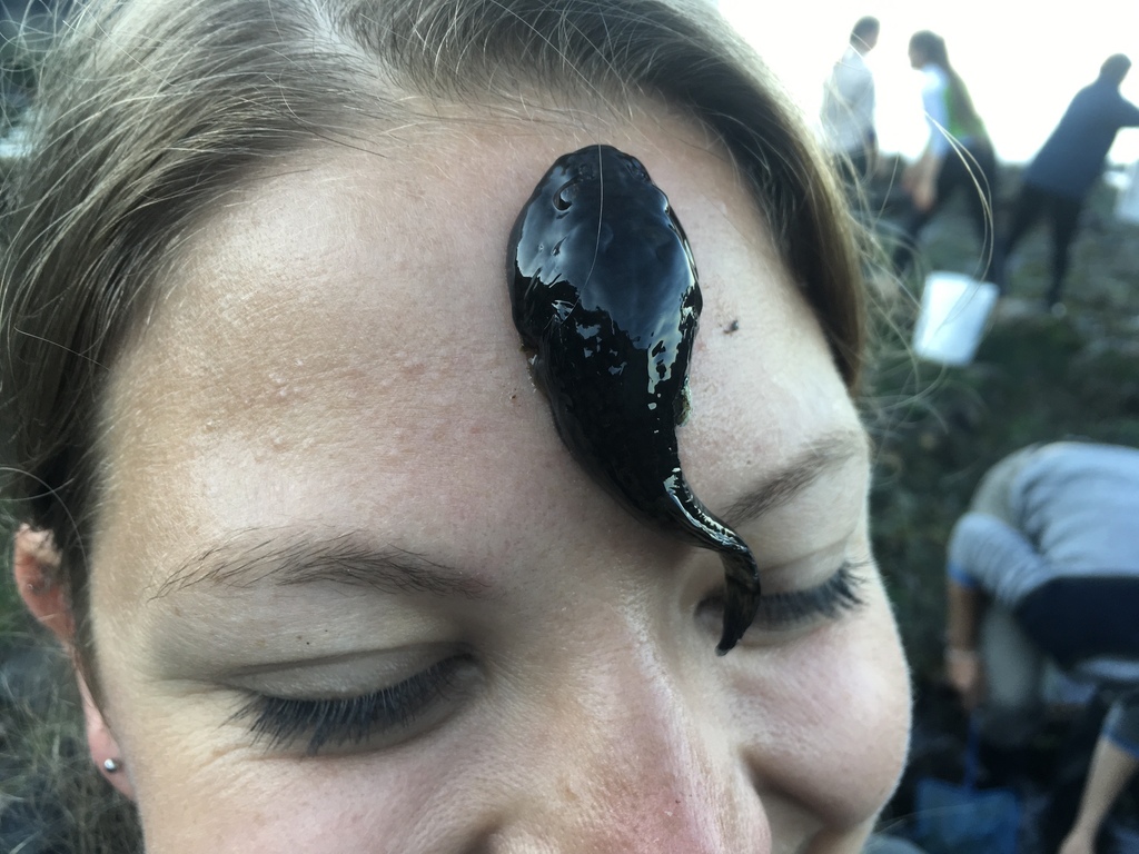 Gobiesox maeandricus (Northern Clingfish), California species