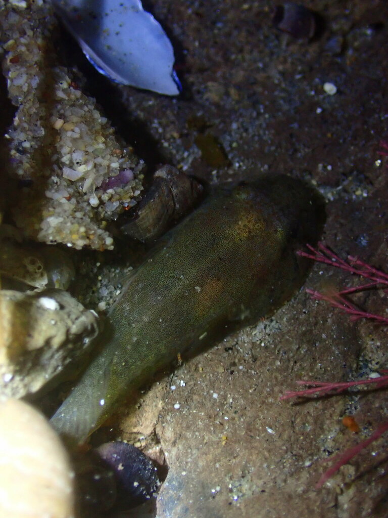 Gobiesox rhessodon (California Clingfish), California species