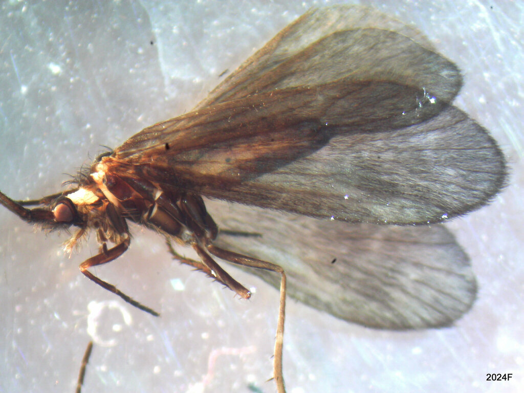Goeracea oregona (Sagehen Creek Goeracean Caddisfly), California species