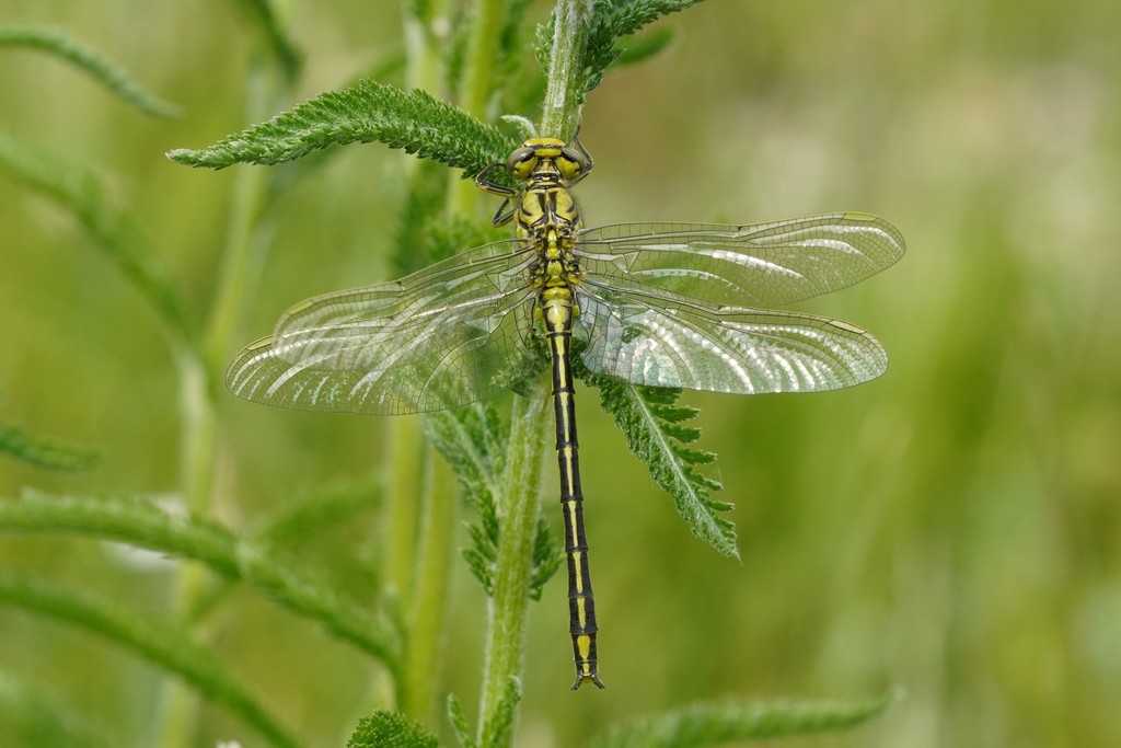 Gomphus kurilis (Pacific clubtail), California species