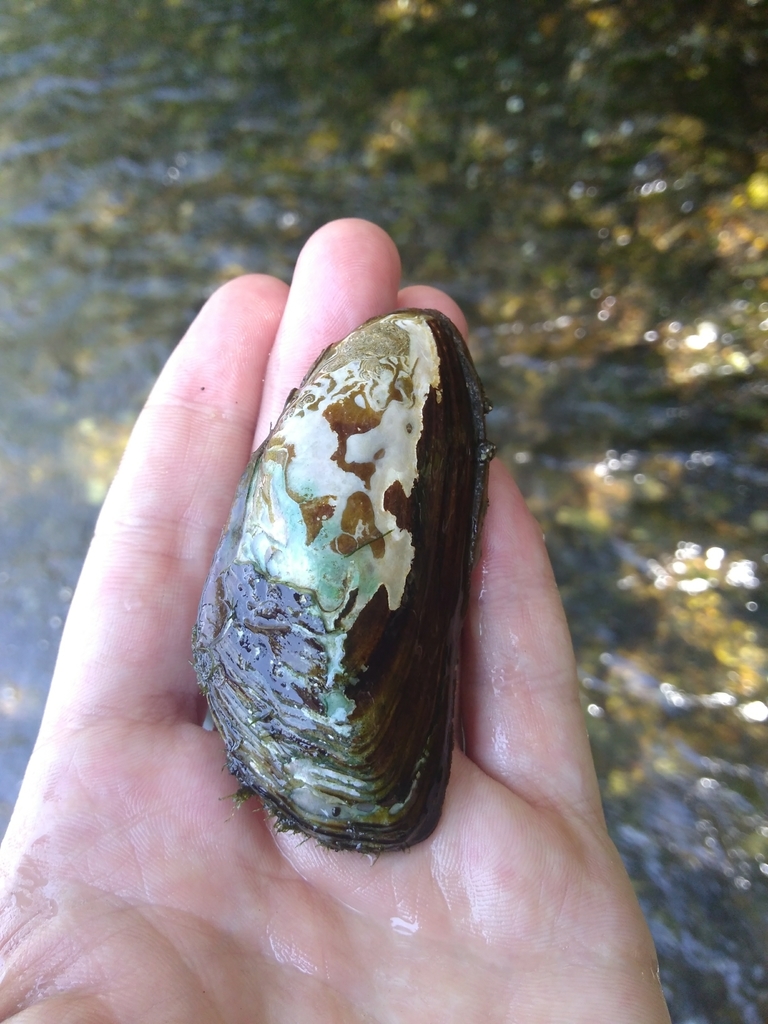 Gonidea angulata (Western Ridged Mussel), California species