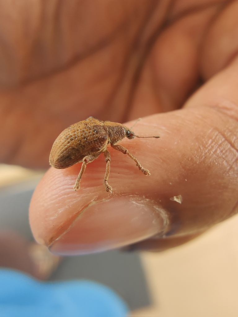 Gonipterus platensis, California species