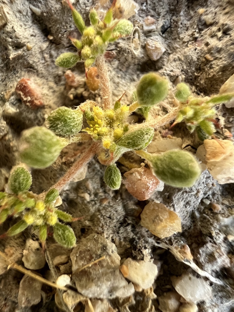 Goodmania luteola (Golden goodmania), native California herb