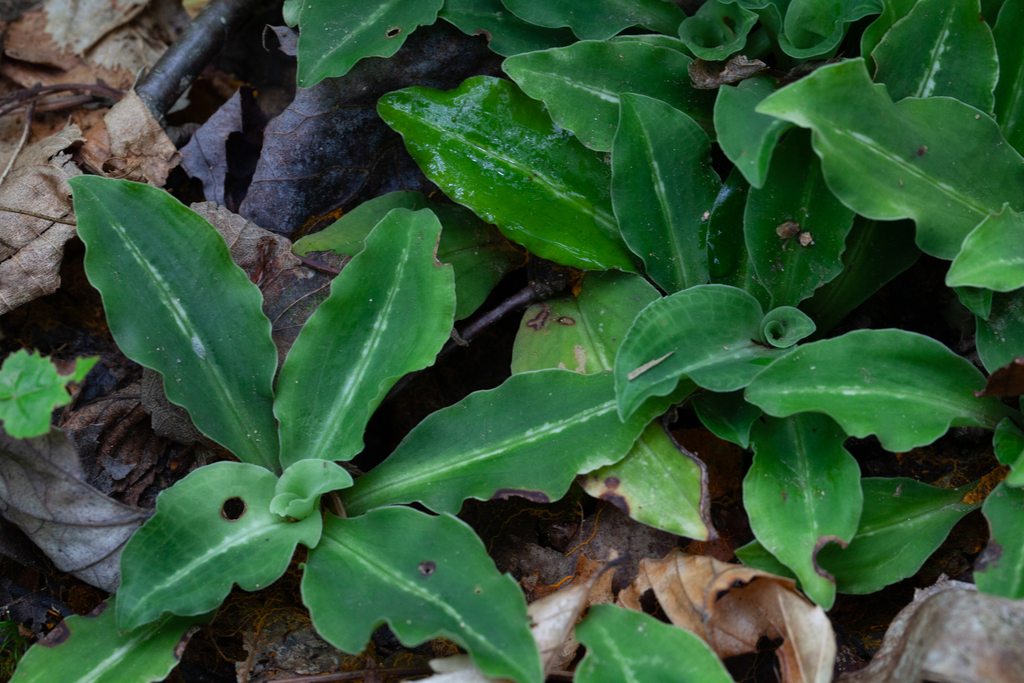 Goodyera oblongifolia (Rattlesnake-plantain), native California herb