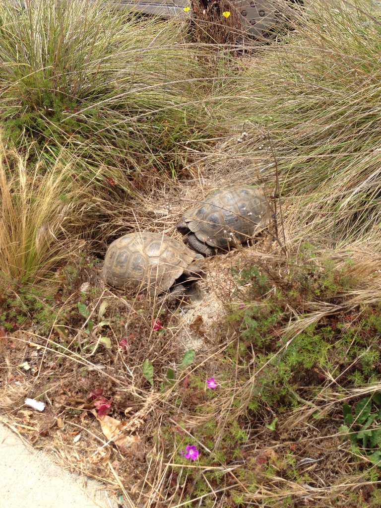 Gopherus agassizii (Desert tortoise), California species
