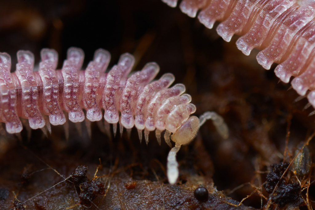 Gosodesmus claremontus (Pink Feather Boa Millipede), California species