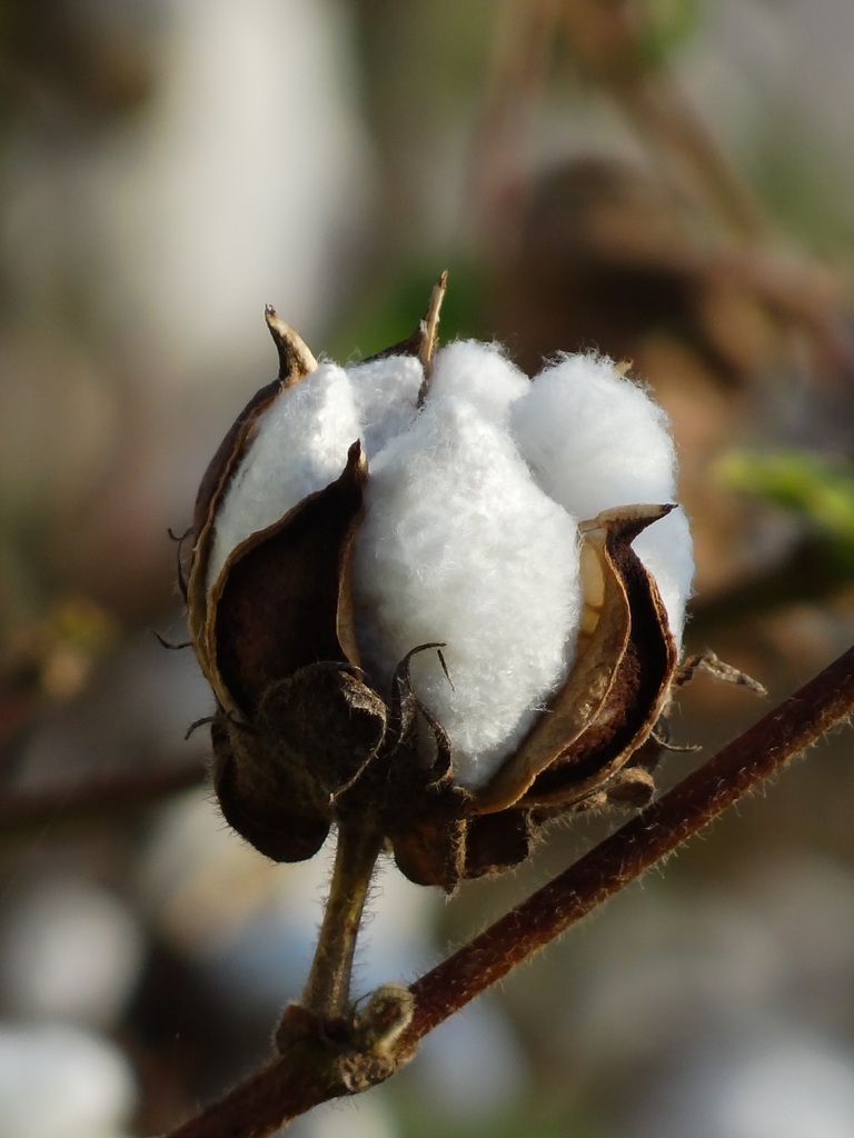 Gossypium sp. (Cotton), non-native California perennial