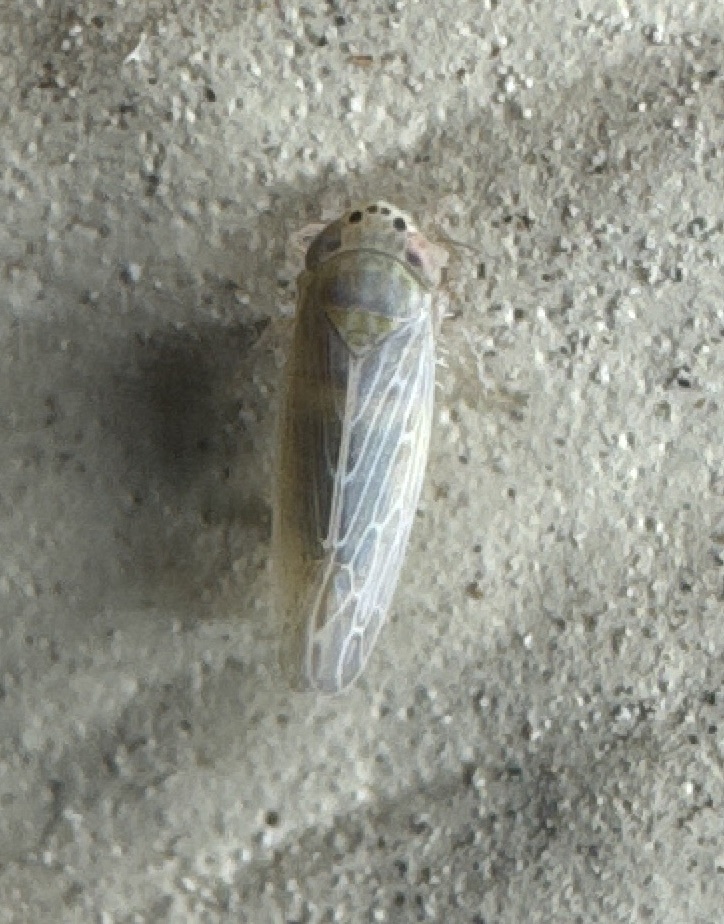 Graminella sonora (Lesser Lawn Leafhopper), California species
