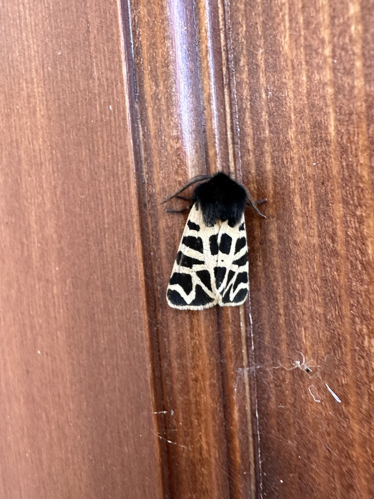 Grammia behrii, California species