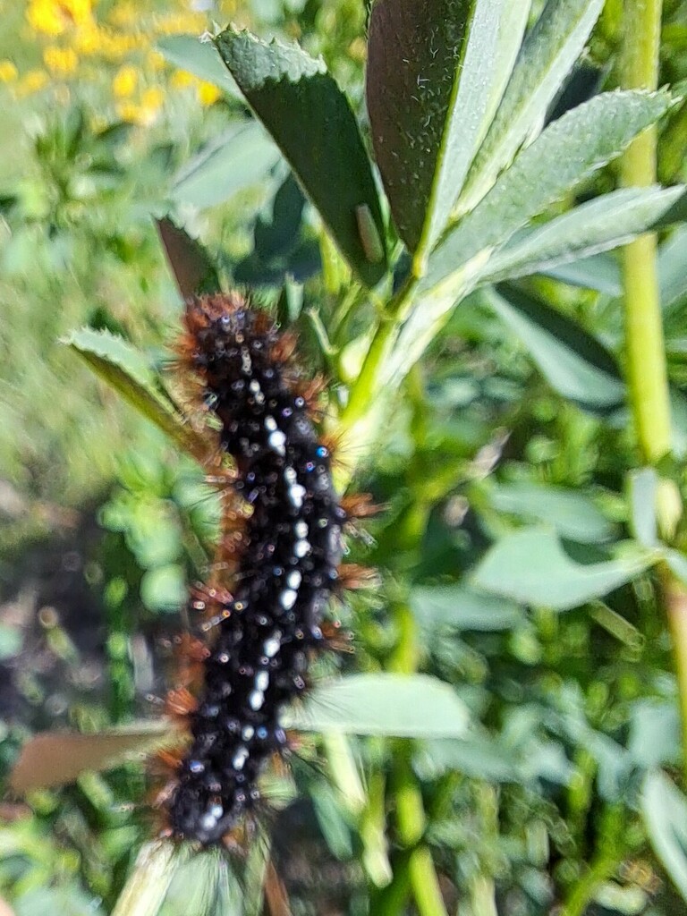 Grammia nevadensis, California species
