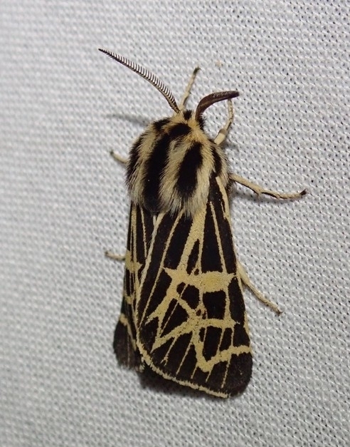 Grammia complicata, California species