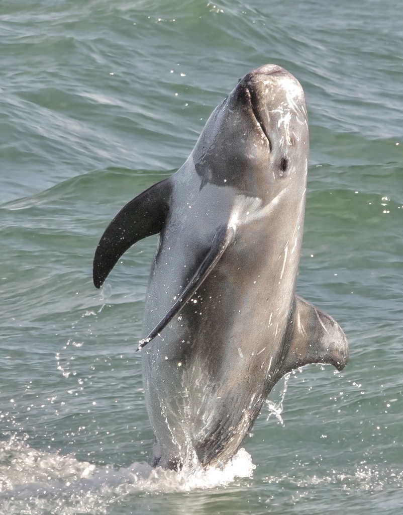 Grampus griseus (Risso's Dolphin), California species