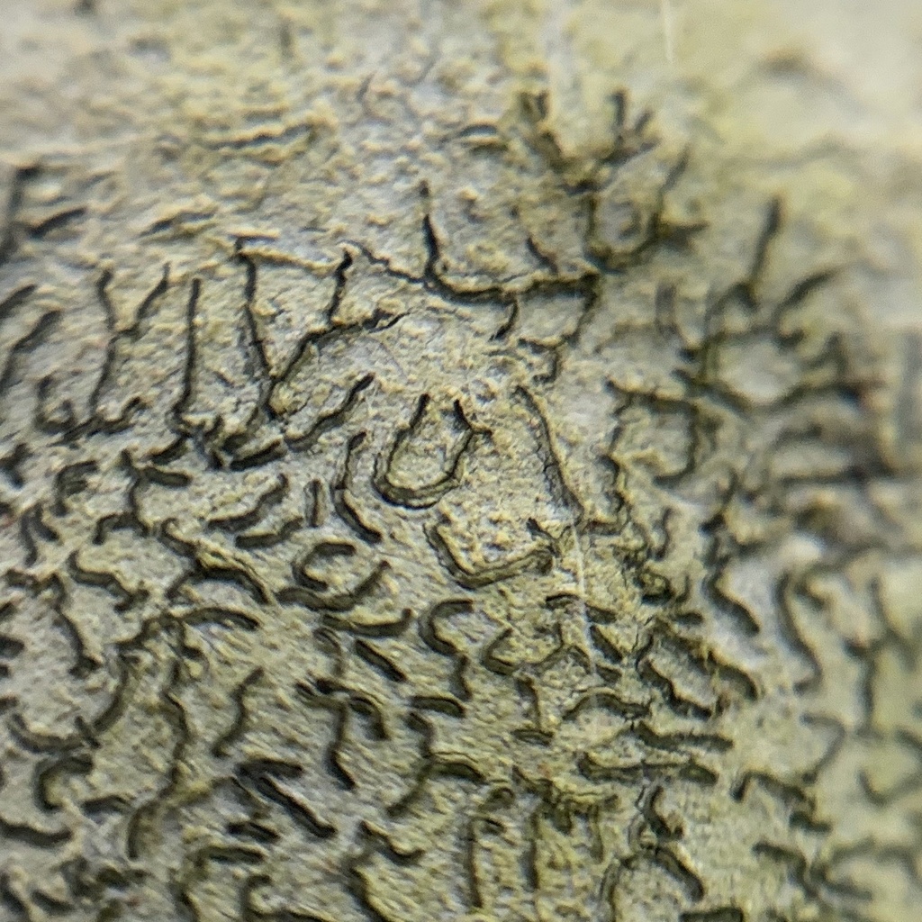 Graphis saxorum (Baja rock lichen), California species