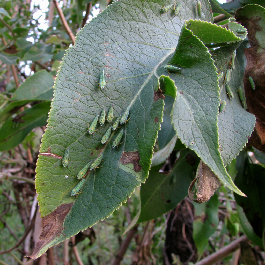 Graphocephala atropunctata (Blue-green Sharpshooter), California species
