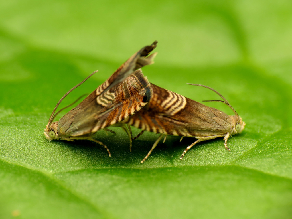 Grapholita caeruleana, California species