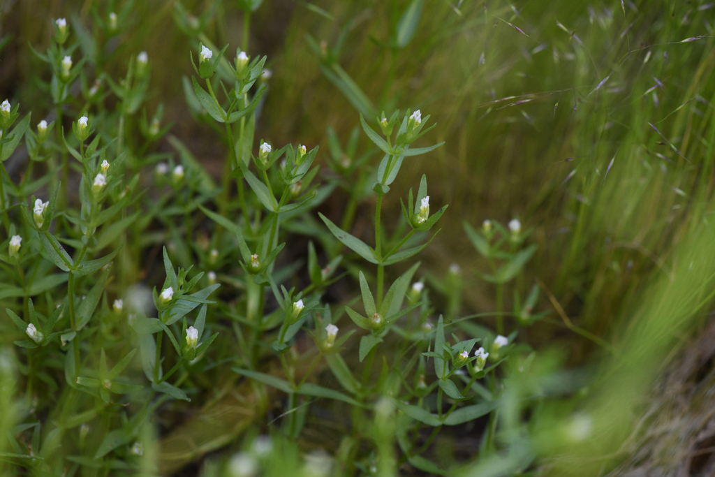 Gratiola ebracteata (Bractless hedge-hyssop), native California herb