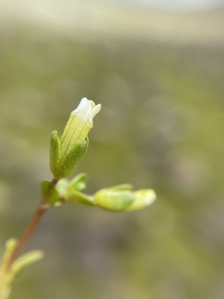 Gratiola heterosepala (Boggs lake hedge-hyssop), native California herb