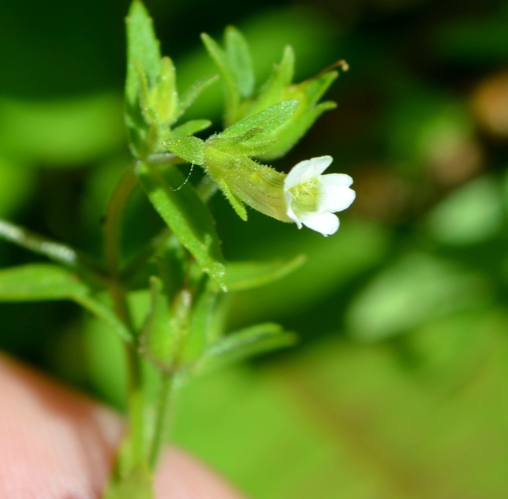 Gratiola neglecta (Clammy hedge-hyssop), native California herb